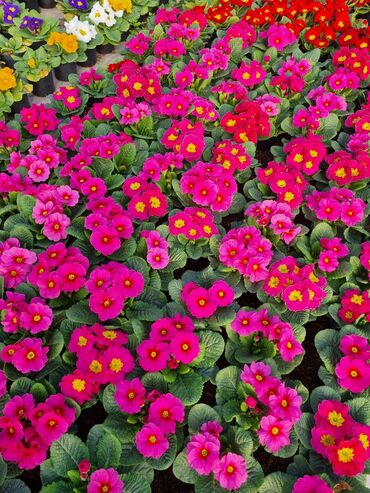 İstixanalar və parniklər: Şitil ücun qablarr qarpiz toxumlari uçun vathcapa yazn rayonlara — 9