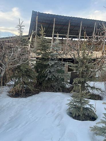 Декоративные деревья: Саженцы деревьев: Ели — 8