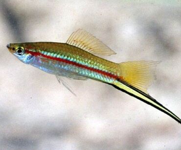 betta balığı: Мирные