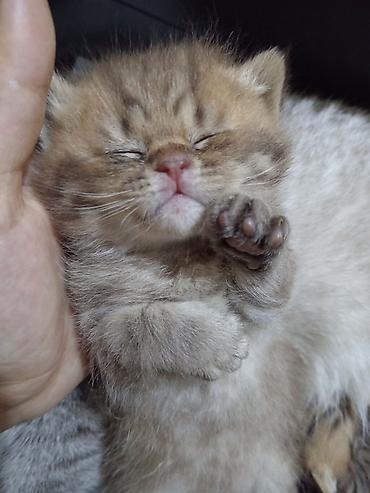 Pişiklər: Britan — 6