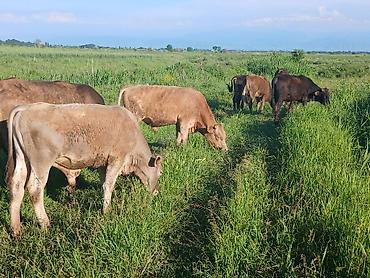 Коровы, быки: Продаю | Бык (самец) | На откорм — 3