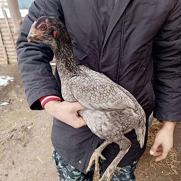 собаки самки: Продаю | Куры | Для разведения — 1