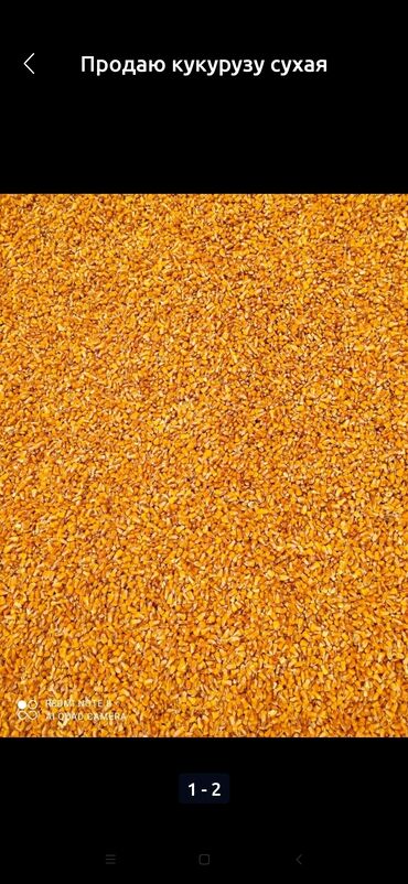 корм бройлера: Продаю кукурузу сухая хорошем состоянии сухая 28 тон есть в наличии