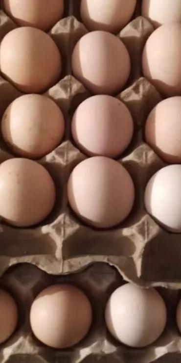 Индюки: Продаю | Инкубационные яйца, Индюшка (самка), Индюк (самец) | Бройлерная, Северокавказская | На забой, Для разведения | Племенные — 7