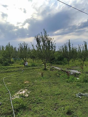 продажа уч ысык кол: 100 соток, Для сельского хозяйства, Красная книга — 5