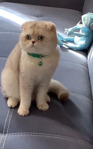 вязку: Вязка ! Не продажа!!! Молодой котик Scottish fold окрас серебристая — 2