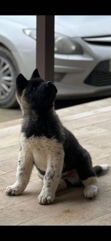 İtlər: Akita-inu, 3 ay, Erkek, Peyvəndli, Pulsuz çatdırılma