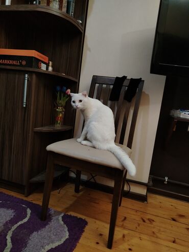 Pişiklər: Şotland yastı qulaq, Erkək, Yaxşı əllərə, Ünvandan götürmə — 18