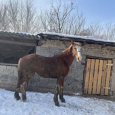 Лошади, кони: Продаю | Жеребец | Рабочий — 2