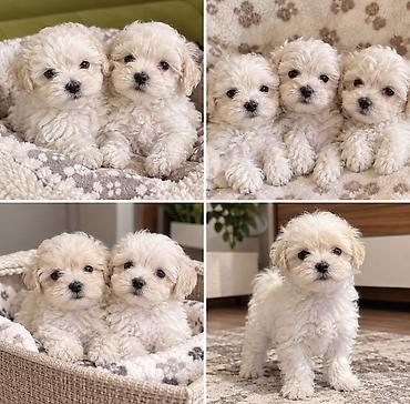 heyvan: Cins: Maltipoo (Maltese x Toy/mini Poodle qarışığı) balaları Rəng — 1