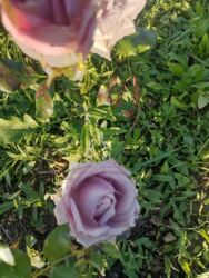 Çöl bitkiləri: Saqı Gülçülük – Tərtərin ən gözəl gülləri Bir gül təkcə ətriylə deyil — 24