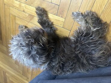 Gəmiricilər: 1 il, Dişi, Cütləşmə üçün, Ünvandan götürmə, Ödənişli çatdırılma