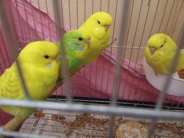 Tutuquşları: Çex tutuquşu balaları satılır 2 aylıqdırlar 3-ü birlikdə 56 manat — 17