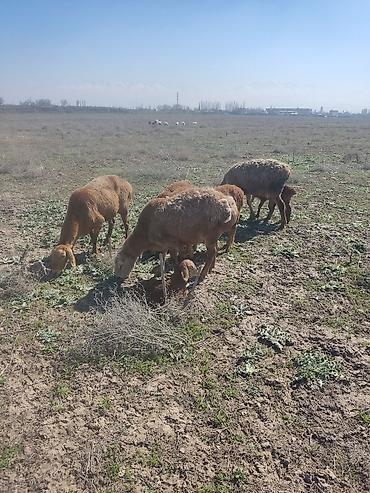 Баран, овца: Продаю | Овца (самка) | Арашан — 4