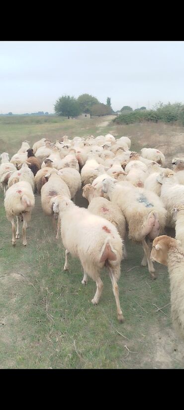 Qoyunlar, qoçlar: Dişi, il: 1, 50 kq, Damazlıq, Ünvandan götürmə — 11