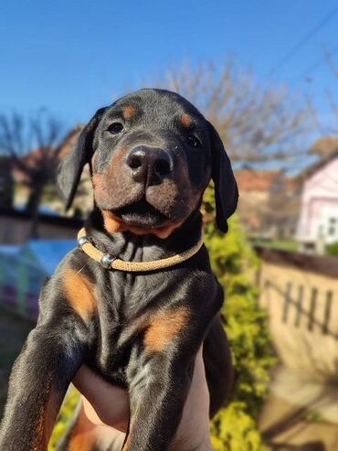 Psi: Na prodaju štenci trenutno u toku rezervacije . Stari 40 dana biće — 6