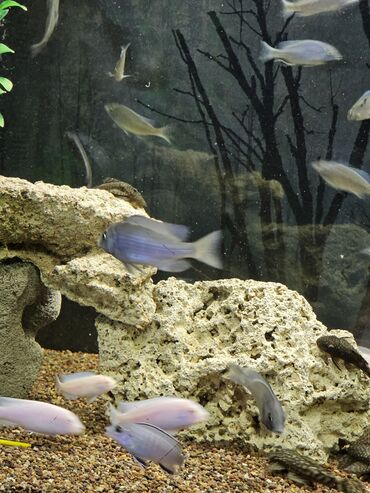 Рыбы: Цихлиды-подростки оптом! - бирюзовая акара - голубой дельфин - — 18