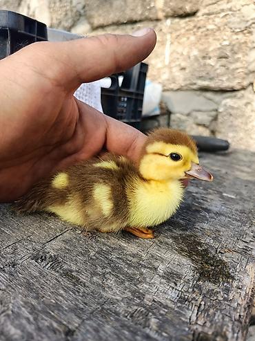 ördek: Muscovy ördəyi (indoutka) – damazlıq sürü və bala ördəklər - Cins — 1