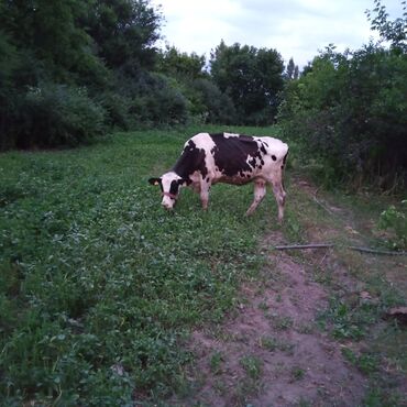 голштин корова: Продаю | Корова (самка) | Голштин | Для молока | Стельные, Искусственник