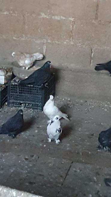Другие с/х животные: Порода: СРОЧНО МОГУ ПРОДАТЬ ОПТОМ ЦЕНОЙ НЕ ОБИДЕМ декоративные голуби — 20