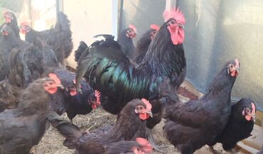 sort toyuq: Toyuq, Australorp, Damazlıq