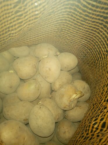 цены на мясо в кыргызстане: Продаётся картошка семенной на семена сорт ЖЕЛЕ В СОКУЛУКЕ уронго