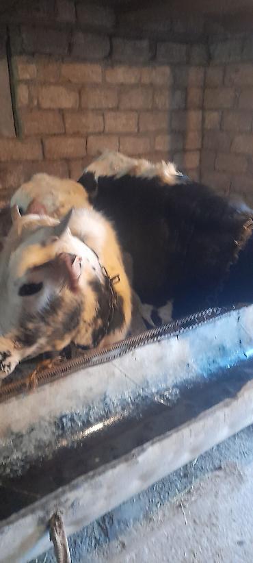 Dana, buzov: Malar satılır 2 dənə sağlamlıq düyədi.1kəsimə yarıyır.qiymət3100 — 9