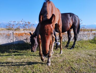 конный спорт бишкек цены в Кыргызстан | Услуги: Продаю | Кобыла (самка), Жеребенок | Конный спорт