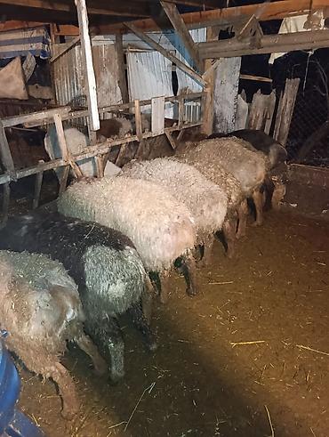 Баран, овца: Продаю | Овца (самка) | Для разведения | Матка — 1