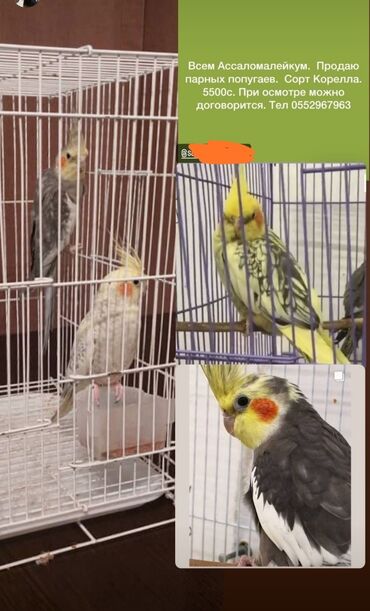 сколько стоит попугай с клеткой: Продаю молодых попугаев срочно с клетками цена срочная! Птицы