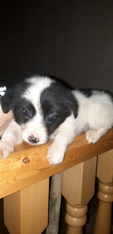 İtlər: Zvonok, 2 ay, Erkek, Peyvəndli — 1