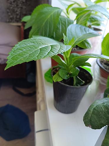 комтер: Гортензия комнатная (Hydrangea) — укорененные саженцы в горшках. - — 1