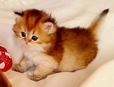 Pişiklər: Şotland, Erkək, Dişi, Yaxşı əllərə, Ünvandan götürmə, Pulsuz çatdırılma, Ödənişli çatdırılma — 31