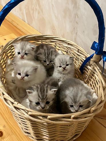 Pişiklər: Britan, Erkək, Dişi, Yaxşı əllərə, Ünvandan götürmə, Pulsuz çatdırılma, Ödənişli çatdırılma — 1