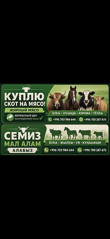 сельскохозяйственные животные продажа: Колбасный цех : Коровы, быки, Лошади, кони, | На забой, на мясо — 1
