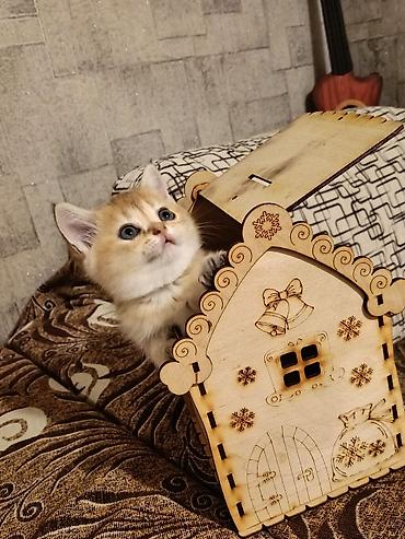 pişik otu: 🐱✨ Golden Şinşilla pişik balası satılır! 🤎 Çox şirin, qızılı rəngli — 1