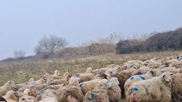 Qoyunlar, qoçlar: Otlaqda otlayan bir sürü qoyun. Qoyunların əksəriyyəti açıq rəngli — 14