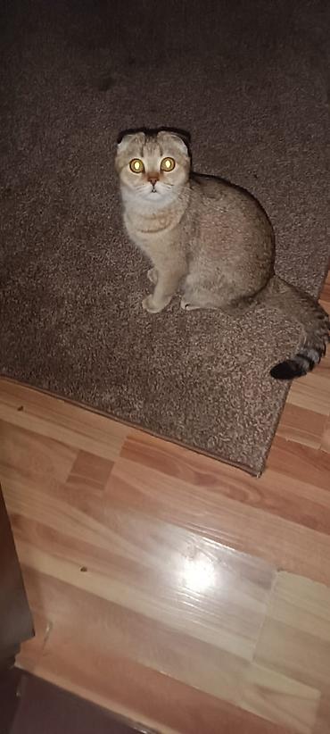 корниш рекс: Пропала Шотландская вислоухая кошка (Scottish Fold) - Окрас: теплый — 6