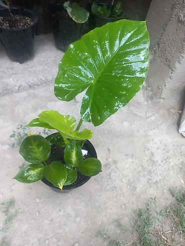 алоэ купить: Алоказия (Colocasia/Alocasia) в горшке - Эффектное тропическое — 4