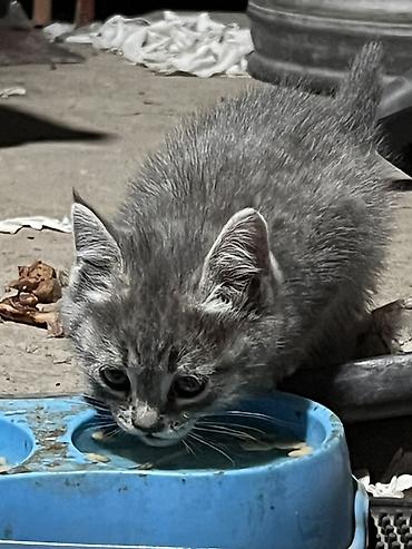 шотландская кошка: Скотиш Страйт (Шотландская прямоухая), 3 месяца, Девочка, Серый, Метис — 2