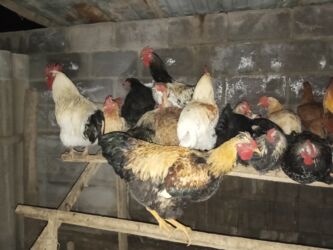 объявления о найденных собаках: Сатам | Тооктор | Үй | Көбөйтүү үчүн