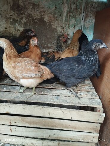 приют для животных в баку адрес: Kənd çolpalari rəngbərəng 50 günlükdür.Hinduşka altından çixiblar.18