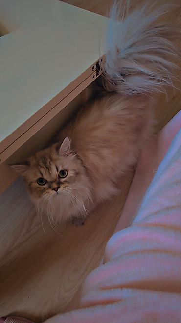 Pişiklər: Britan, Dişi, Yaxşı əllərə, Ünvandan götürmə — 6