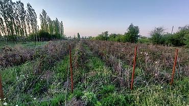 56: 120 соток, Для сельского хозяйства, Договор купли-продажи — 6