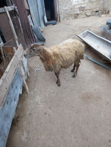 qurbanlıq qoyun satışı: Dişi, il: 1