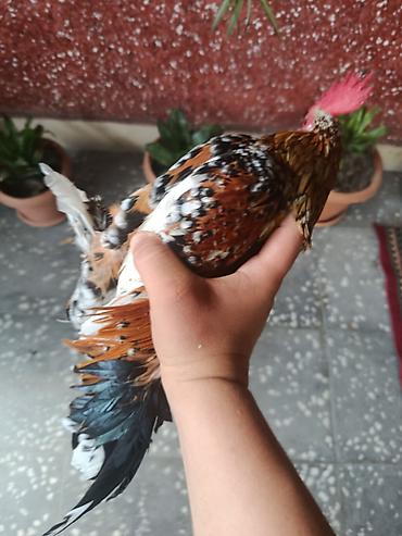 ev kirpisi: Salam barter olunur yaponka fərəsi ilə və yaxud gücələri ilə baxır — 2