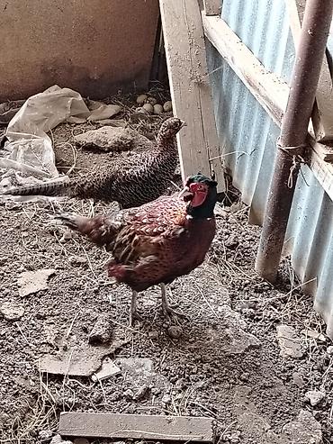 Qırqovul: 1cüt 2illik Qafqaz və1 cüt bala qafqaz qırqovul. 7 ag bildirçin — 1