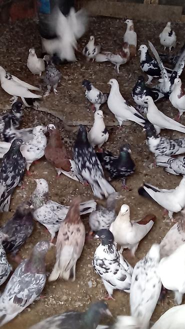 goyerçin: Tərgitmə quşlardı kom satılır 100 yaxın göyərçindi hamısı seçmə — 4