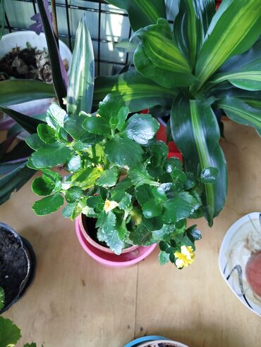 Другие комнатные растения: Другие комнатные растения — 9