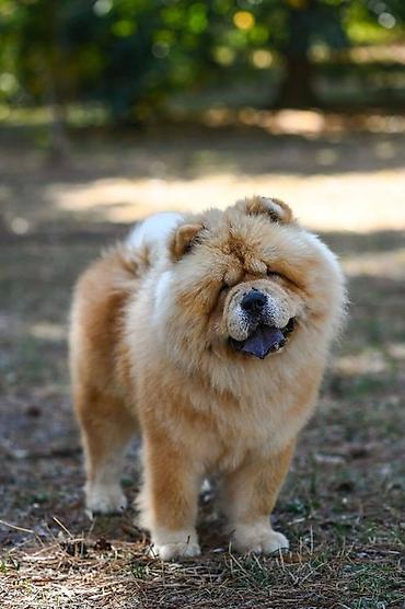 prodaja maca: Chow Chow - dostupan za parenje Mlad mužjak rase Čau Čau - Bon Triumph — 2